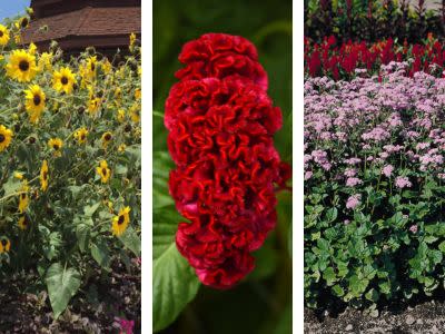 Place Your Orders for Cut Flowers