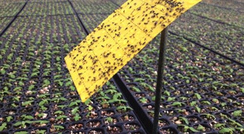 A yellow sticky card trap filled with bugs is set above a wide bench of seedlings.