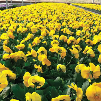 soil PlantMarvel-Nutriculture-Guide rev-1