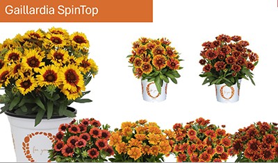Gaillardia SpinTop varieties in pots
