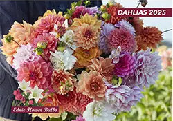 Dahlias Ednie Flower Bulbs
