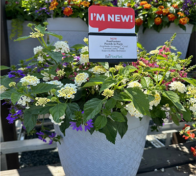 Yellow flowers in an outdoor container