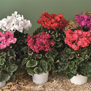 Now Available: Plant Culture for Crispino Fringed Cyclamen
