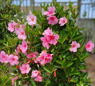 2024 Classic City Awards from UGA Trial Gardens