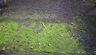 Algae Control In The Greenhouse