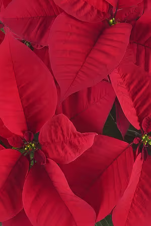 Poinsettia index photo