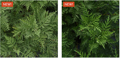 Check Out the Latest From Darwin Perennials