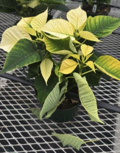 A whitening poinsettia plant on a bench experiencing symptoms.