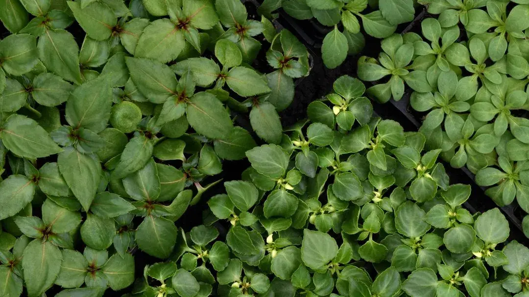 Access Product Info to Grow Successfully this Season