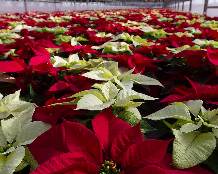 Poinsettias in greehouse