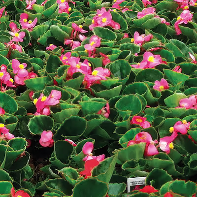 soil PlantMarvel-Nutriculture-Guide rev-2