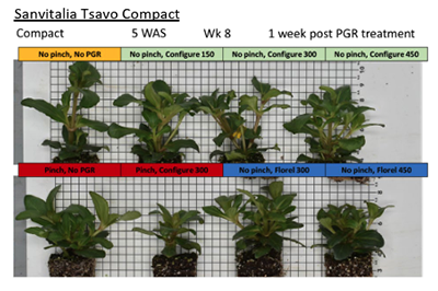 An example of young plants affected by growth regulators.