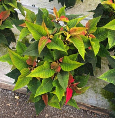 A bench of poinsettias experience chlorosis
