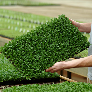 A full seedling tray held by hands in a greenhouse setting