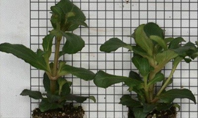 two liners on a scale background.