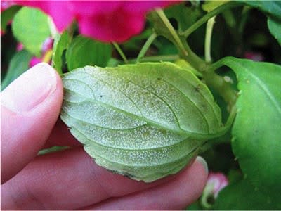 A hand shows the undersides of an impatiens leaf with sporulation