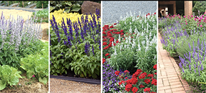 Transition plants for Fall-2