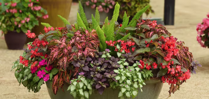 Container Solutions in garden