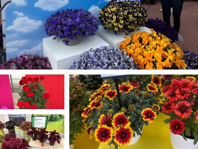 Collage of colorful flowers from CAST25