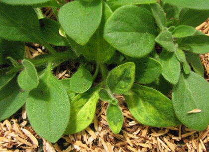 A close up of petunia leaves.