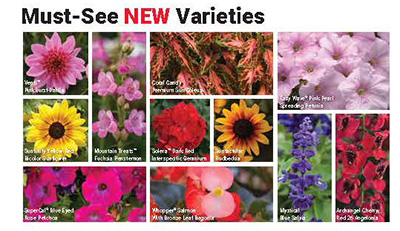 Collage of colorful flowers