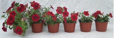 Six small-pots of red petunias laid out left to right to show pgr effects. 