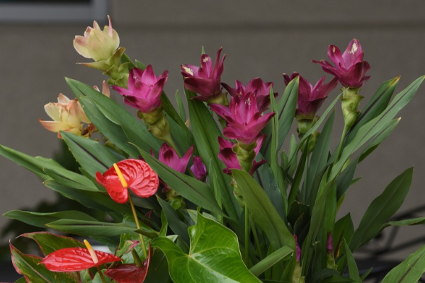 tropical flowers mixed in a container