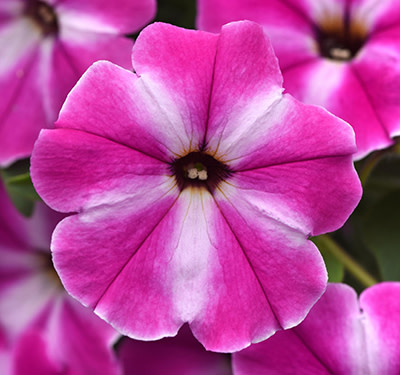 See Ball FloraPlant in The Gardens This Summer