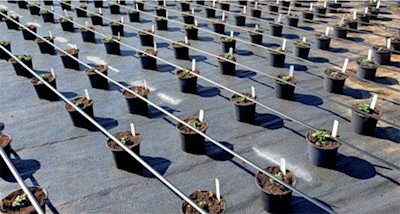 It's Time to Think Garden Mums