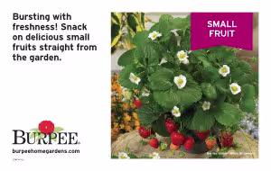 Small Fruit Benchcard