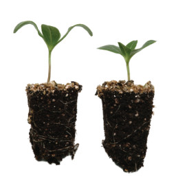 annuals plugs diagram