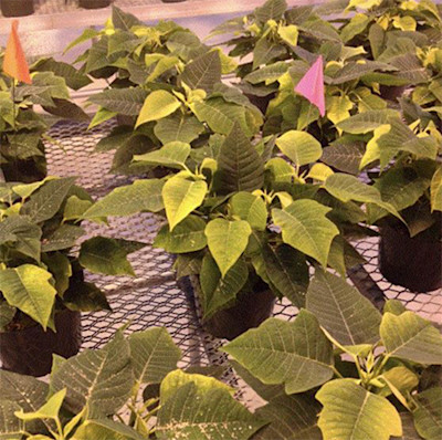 poinsettias on a production bench with a pink flag in one of the pots