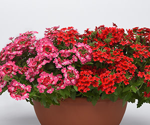 The NEW 2022 Selecta One Catalog Is Here