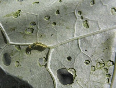 a mottled leaf underside with green worms eating holes into the foliage.