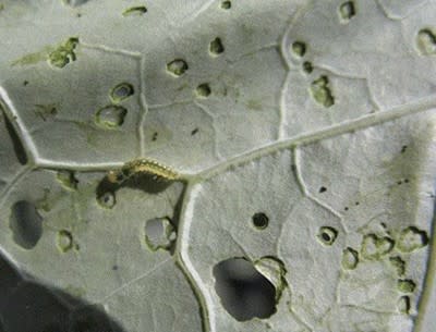 a mottled leaf underside with green worms eating holes into the foliage.