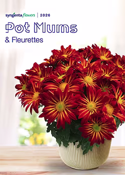 Syngenta® Pot Mums & Fleurettes 2026