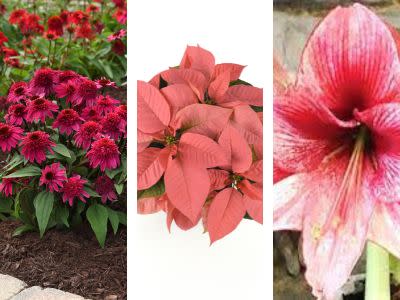  Poinsettias, Christmas Potted Bulbs, Fall Perennials: Order Now