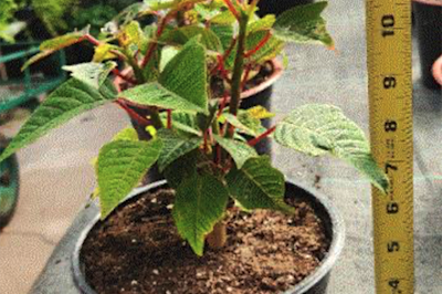 a poinsettia in a pot with a ruler next to it