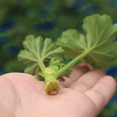 Callus Cutting photo