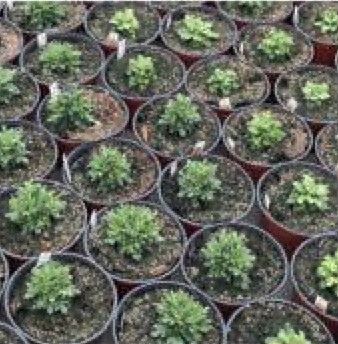 pots of plants in production with wet substrate.