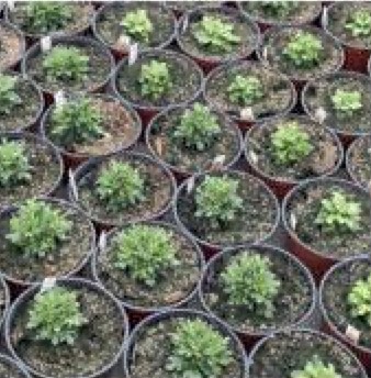 pots of plants in production with wet substrate.
