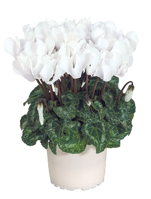 Small white flowers in a white pot