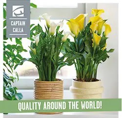 2025 Captain Calla Potted Calla