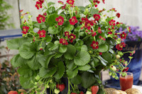 vegetables STRAWBERRY BERRIES BASKET