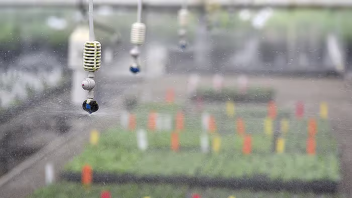 Sprinklers in greehouse