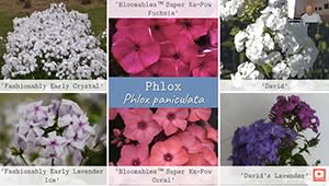 Podcast with Cut Flower Expert Dave Dowling