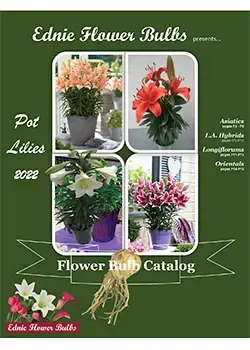 Pot Lilies Ednie Flower Bulbs