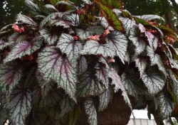 Rex Begonia Jurassic Jr. Wins UGA Classic City Award