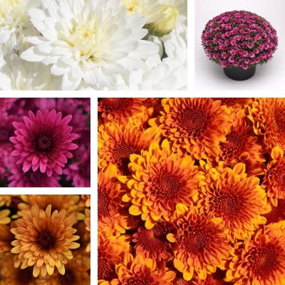 Garden Mums: Order Now