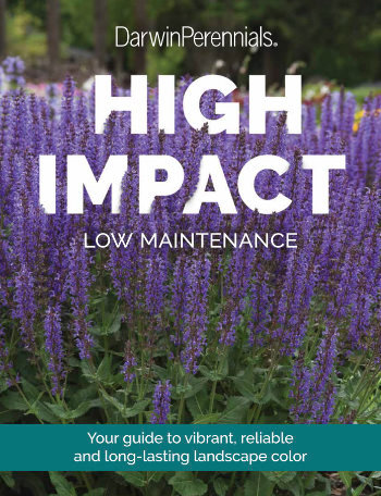 High Impact brochure